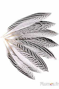 Silberfasan - 25-28 cm - weiß-schwarz-natur